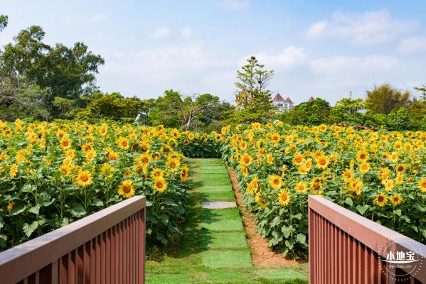 观澜版画村油菜花/向日葵