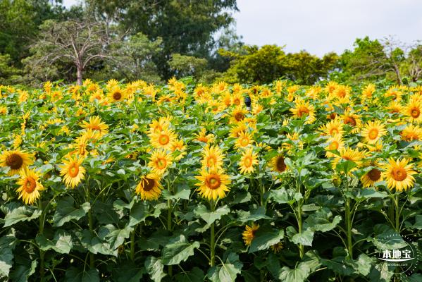 观澜版画村油菜花/向日葵