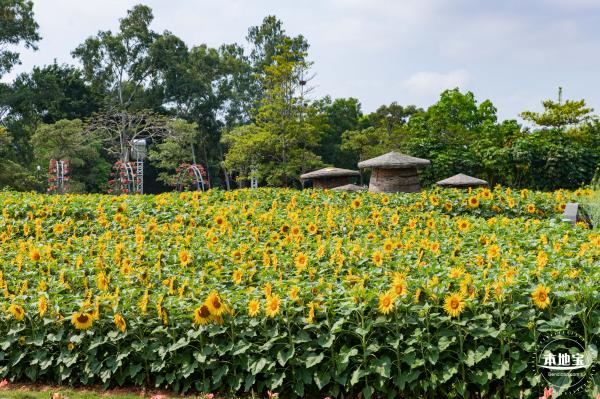 观澜版画村油菜花/向日葵
