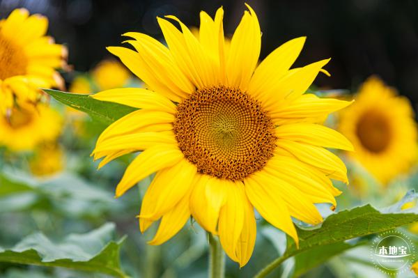 观澜版画村油菜花/向日葵
