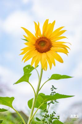观澜版画村油菜花/向日葵