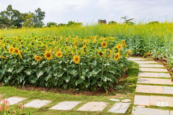 观澜版画村油菜花/向日葵