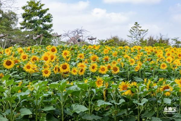观澜版画村油菜花/向日葵