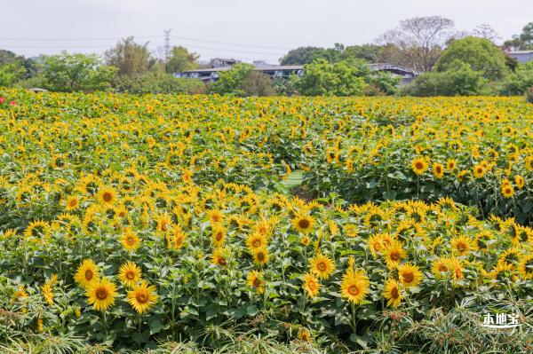 观澜版画村油菜花/向日葵