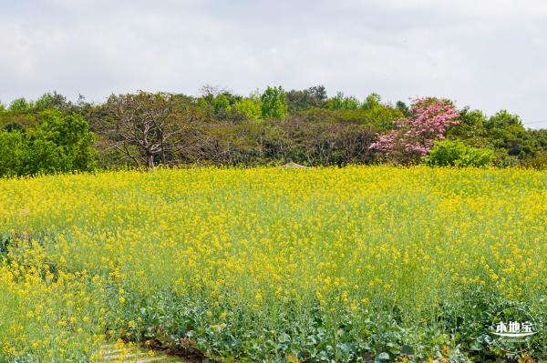 观澜版画村油菜花/向日葵