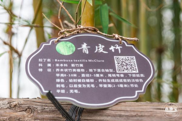 茜坑老村竹公园