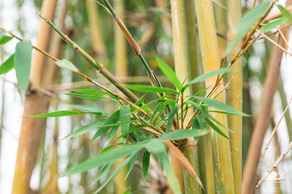 茜坑老村竹公园