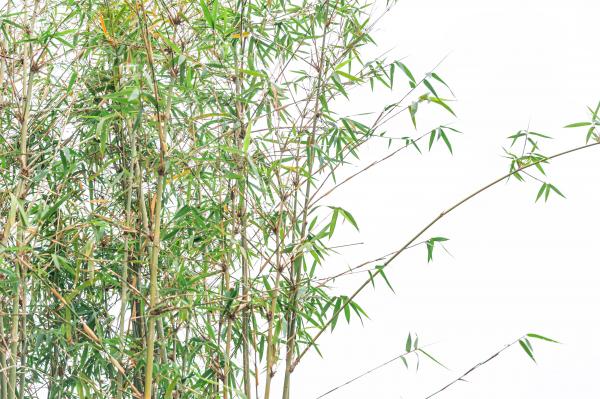 茜坑老村竹公园