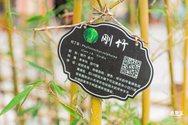 茜坑老村竹公园