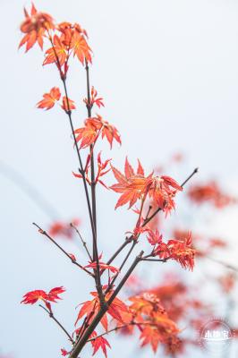 恩上湿地公园