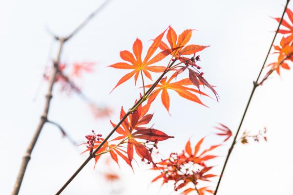 恩上湿地公园