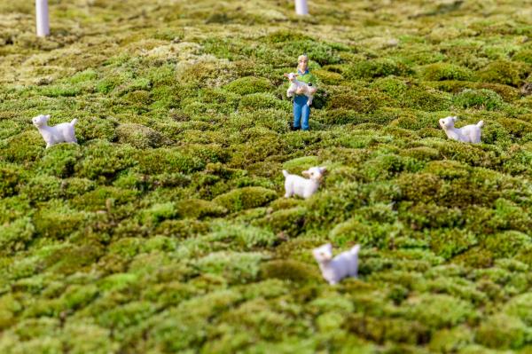 2021粤港澳大湾区深圳花展（仙湖植物园）