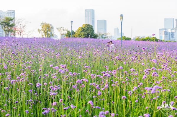 流花山马鞭草花海