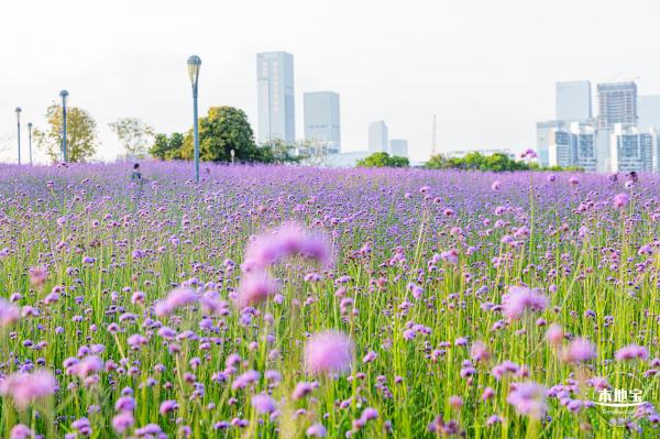 流花山马鞭草花海