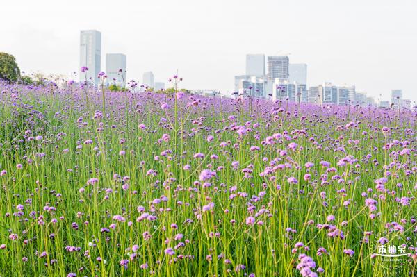 流花山马鞭草花海