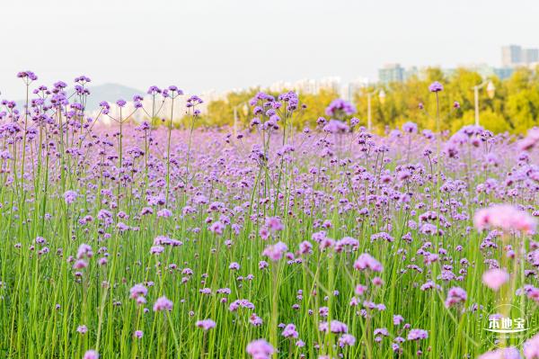 流花山马鞭草花海