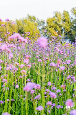 流花山马鞭草花海