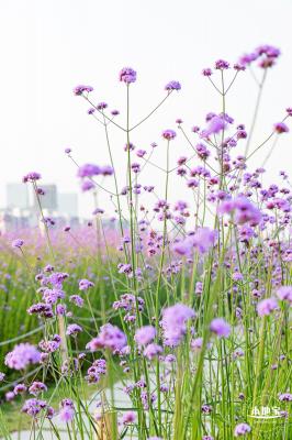 流花山马鞭草花海