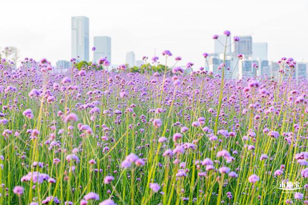 流花山马鞭草花海