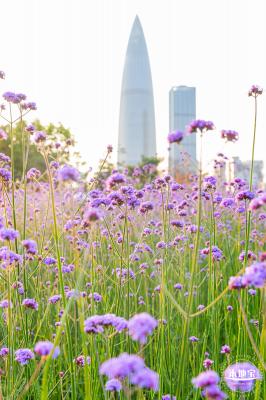 流花山马鞭草花海