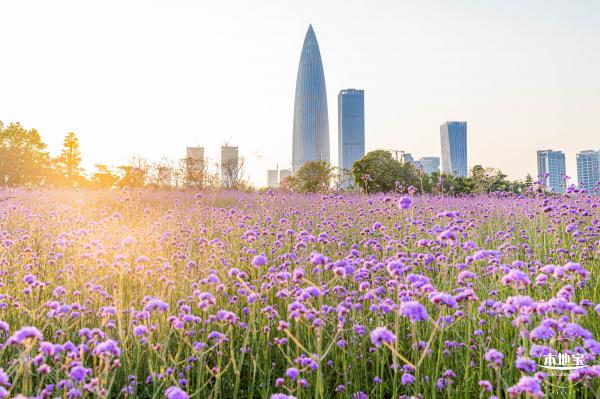 流花山马鞭草花海