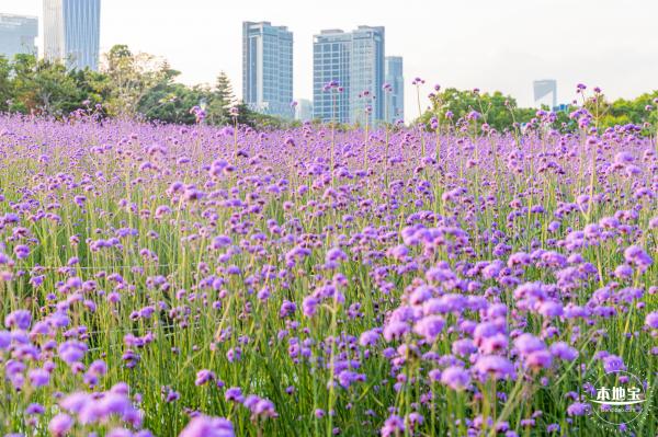 流花山马鞭草花海