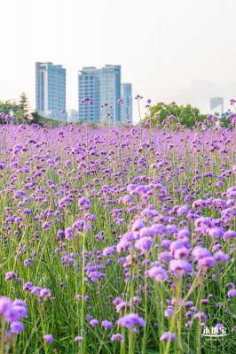 流花山马鞭草花海