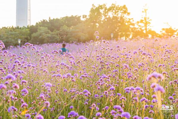 流花山马鞭草花海