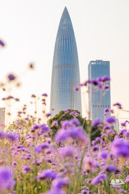 流花山马鞭草花海