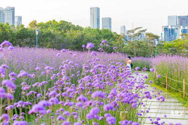 流花山马鞭草花海