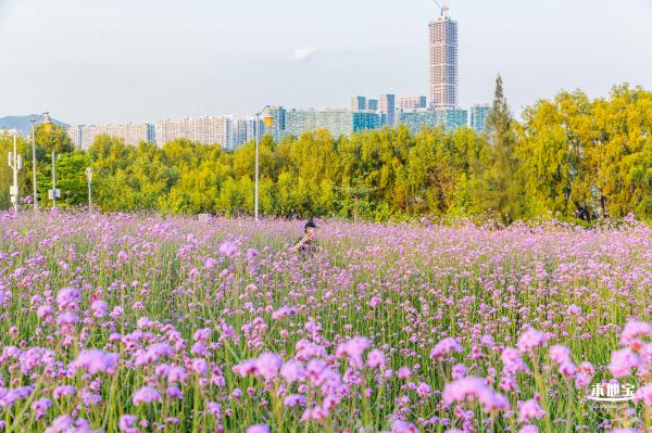 流花山马鞭草花海