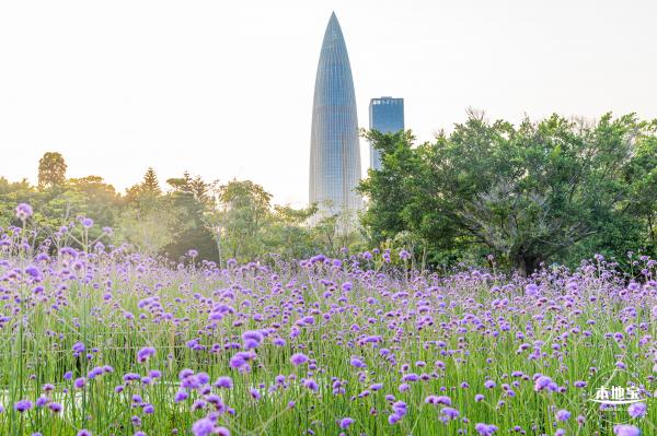 流花山马鞭草花海