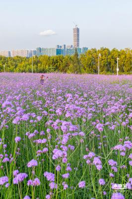 流花山马鞭草花海