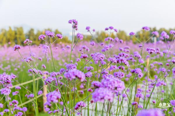 流花山马鞭草花海