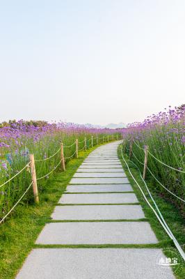 流花山马鞭草花海