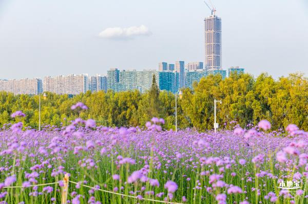 流花山马鞭草花海