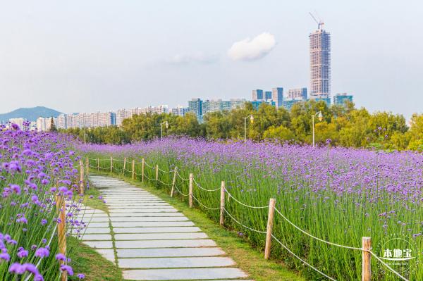 流花山马鞭草花海