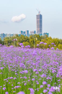 流花山马鞭草花海