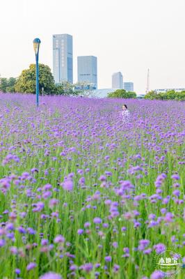 流花山马鞭草花海