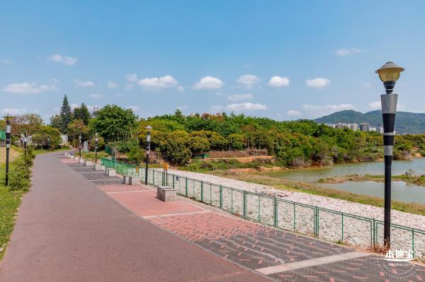 立新湖公园月季花海