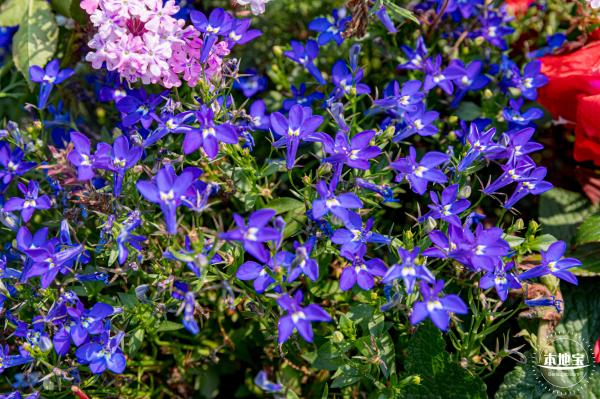 立新湖公园月季花海
