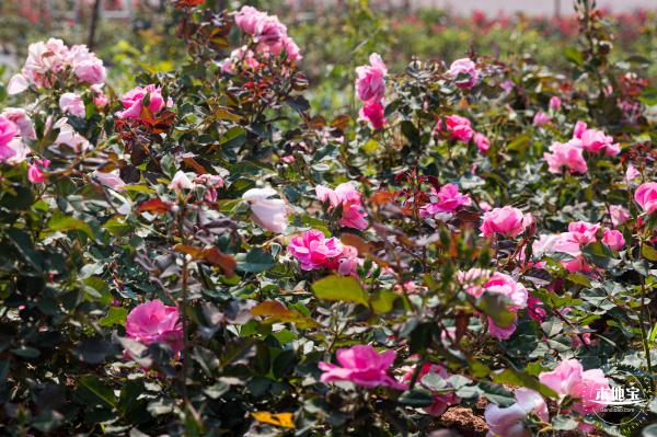 立新湖公园月季花海