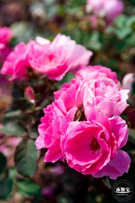 立新湖公园月季花海