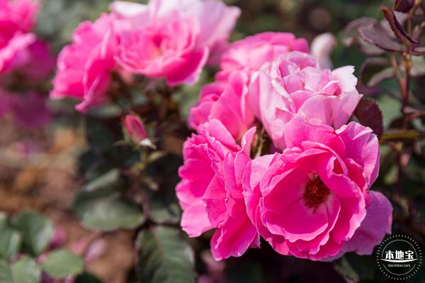 立新湖公园月季花海