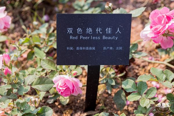 立新湖公园月季花海