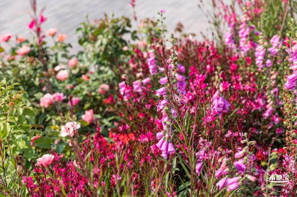 立新湖公园月季花海