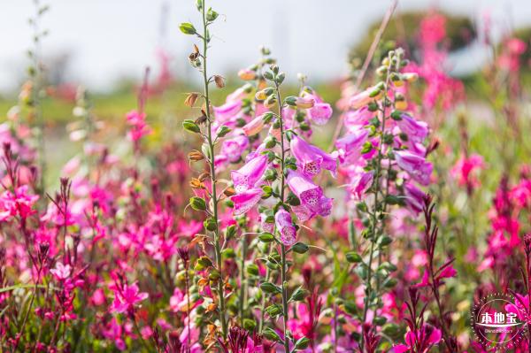 立新湖公园月季花海