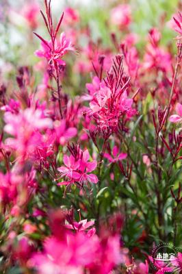 立新湖公园月季花海