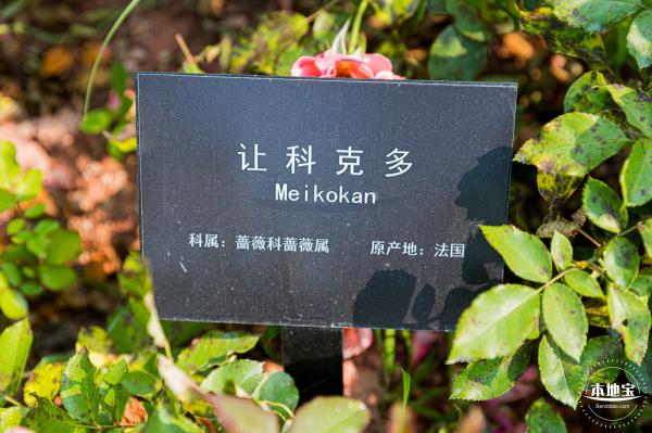 立新湖公园月季花海