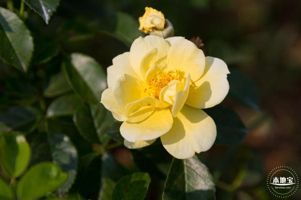 立新湖公园月季花海